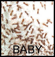 Baby Crickets 4000 Bulk Pack | Pisces Live Food
