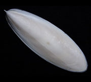 Cuttlefish Bone (NIJ)