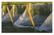 Knitted Anti Bird Netting WHITE 30gsm COVERING TREES