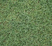 Queensland Blue Couch Lawn Seed